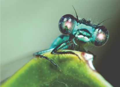 У стрекоз одни из самых сложных глаз