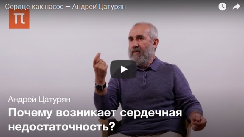 сердце как насос