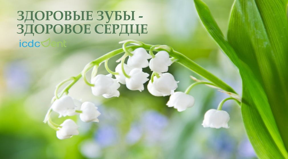 здоровые зубы, здоровое сердце